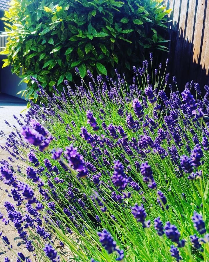 Ferienwohnung Lavanda Rust Zewnętrze zdjęcie